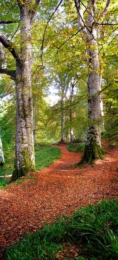 Path in Cawdor Big Wood Photograph by Joe Macrae