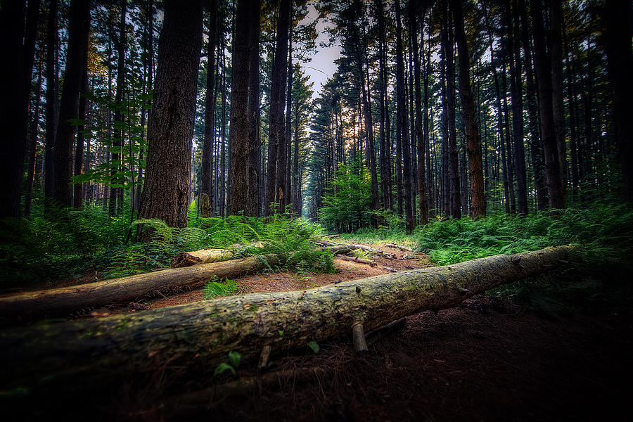 Path In The Pines Photograph