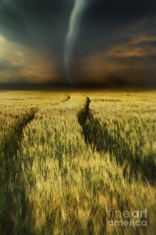 Sunset Photograph - Path in wheat fields with storm looming by Sandra Cunningham