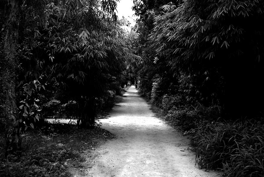 Path  Photograph by Sumit Mehndiratta