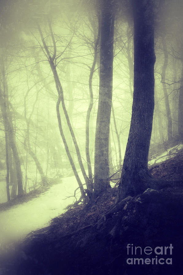 Path Through Misty Snowy Woods Photograph by Jill Battaglia