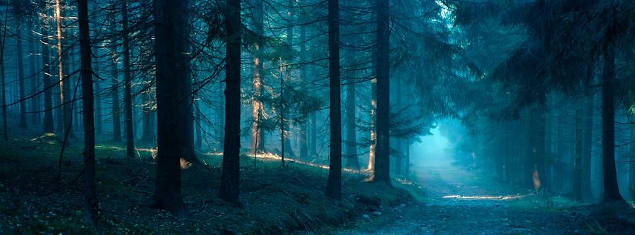 mysterious forest