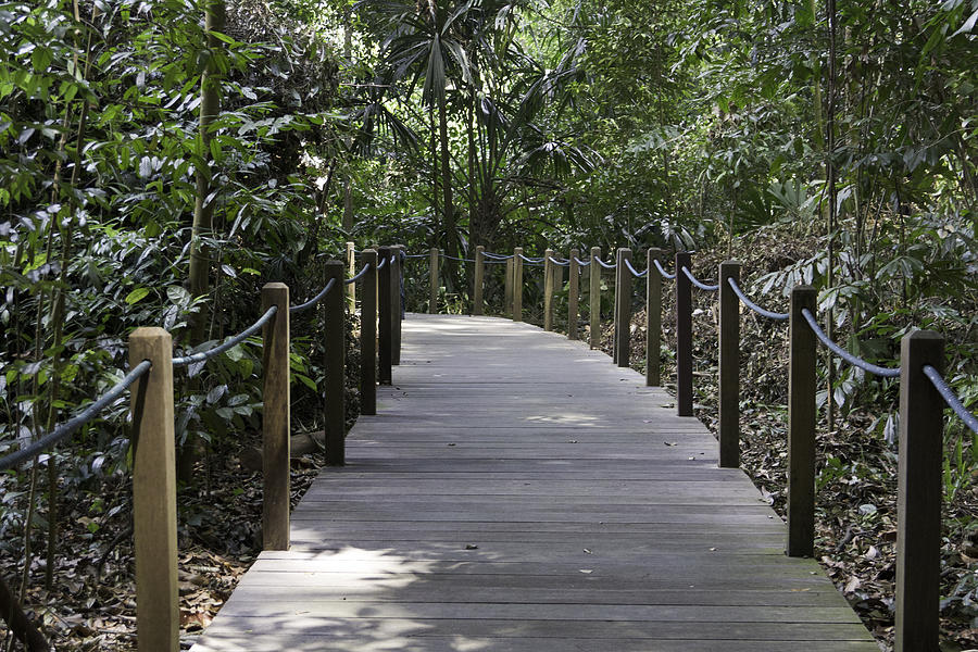 Path through Rainforest inside the Singapore Botanic Garden Photograph by Ashish Agarwal