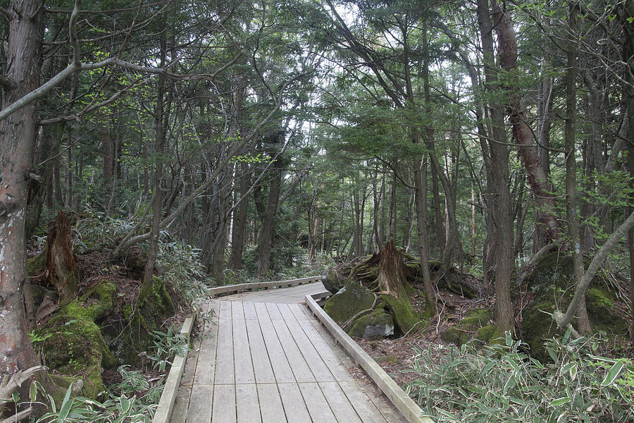 Path through the Woods Photograph by Masami Iida