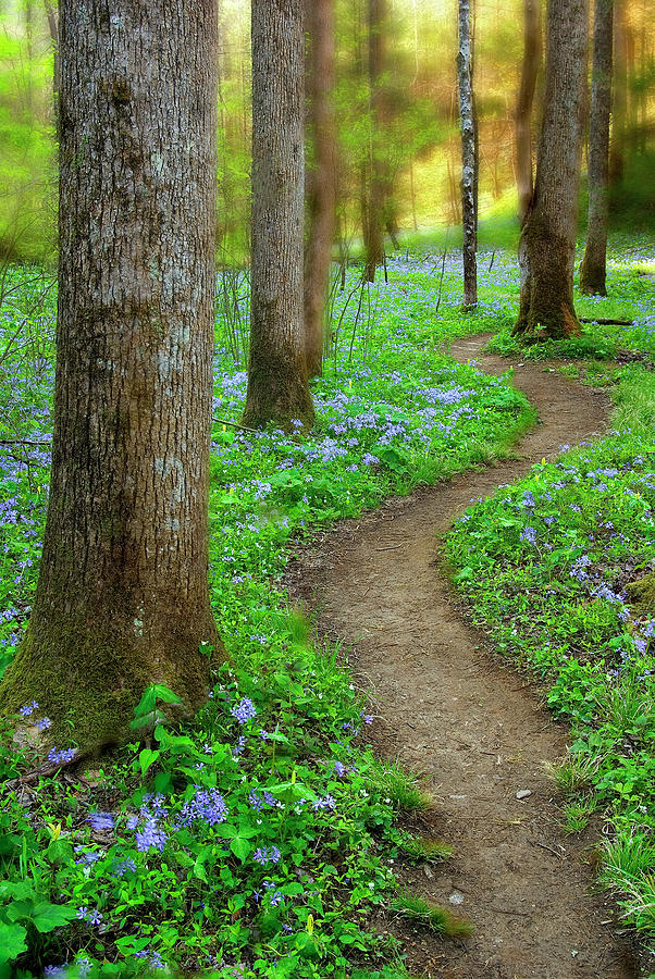 Flower Photograph - Path thru the Trees by Tony Gayhart
