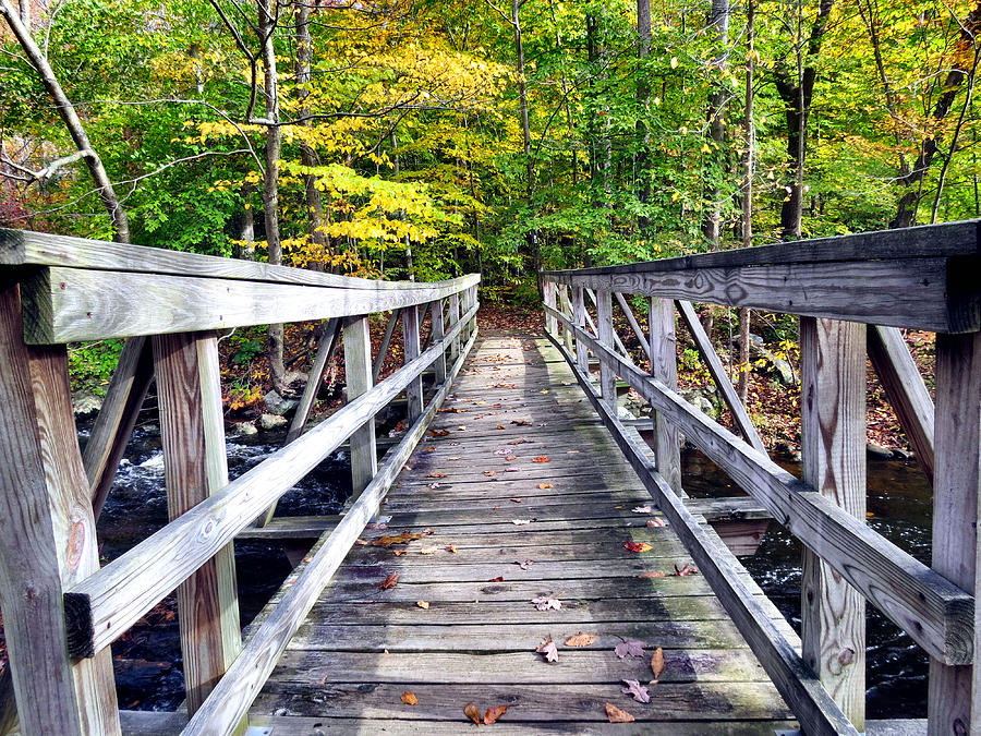 Path To Autumn Photograph by Art Dingo