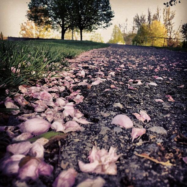 Spring Photograph - Path To Heaven II #flowers #petals by Jess Gowan
