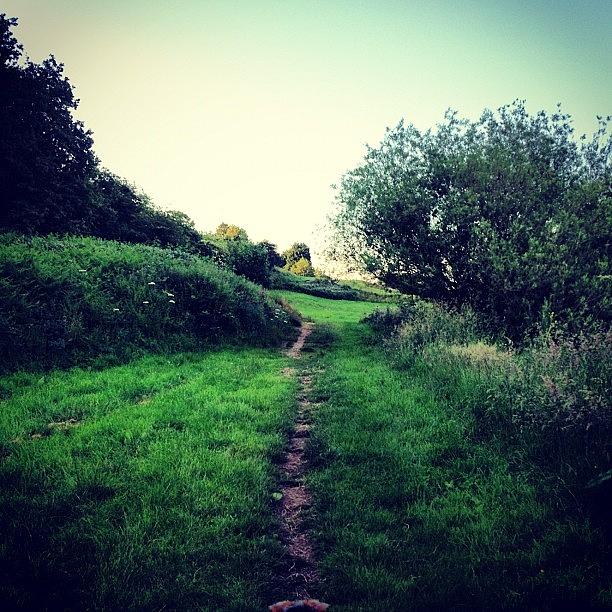 Tree Photograph - Path To The Meadows On Our Walkies;) by Caitlin Hay