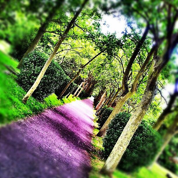 Tree Photograph - Path #trees #path #grass #green #purple by Invisible Man