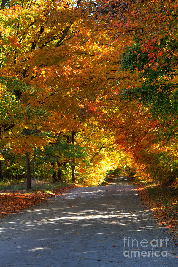 Fall Photograph - Path Way of Color by Robert Pearson