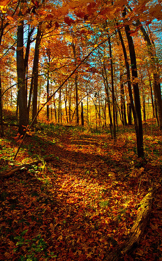 Paths Home Photograph by Phil Koch - Fine Art America