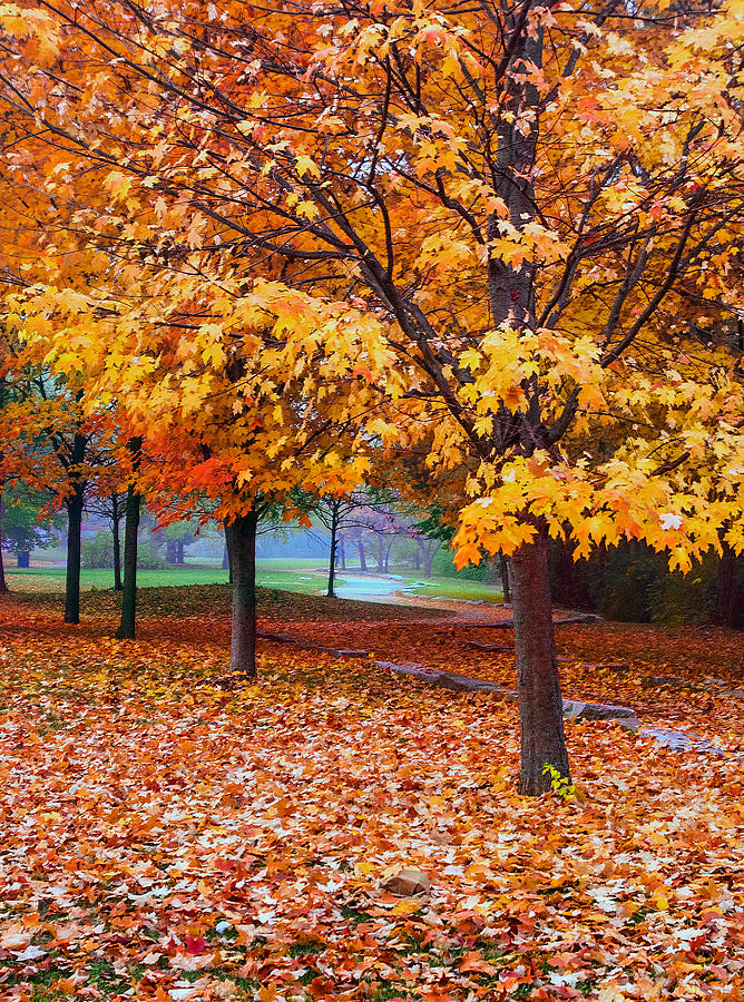 Pathway in Leaves Photograph by Lee Fortier - Fine Art America