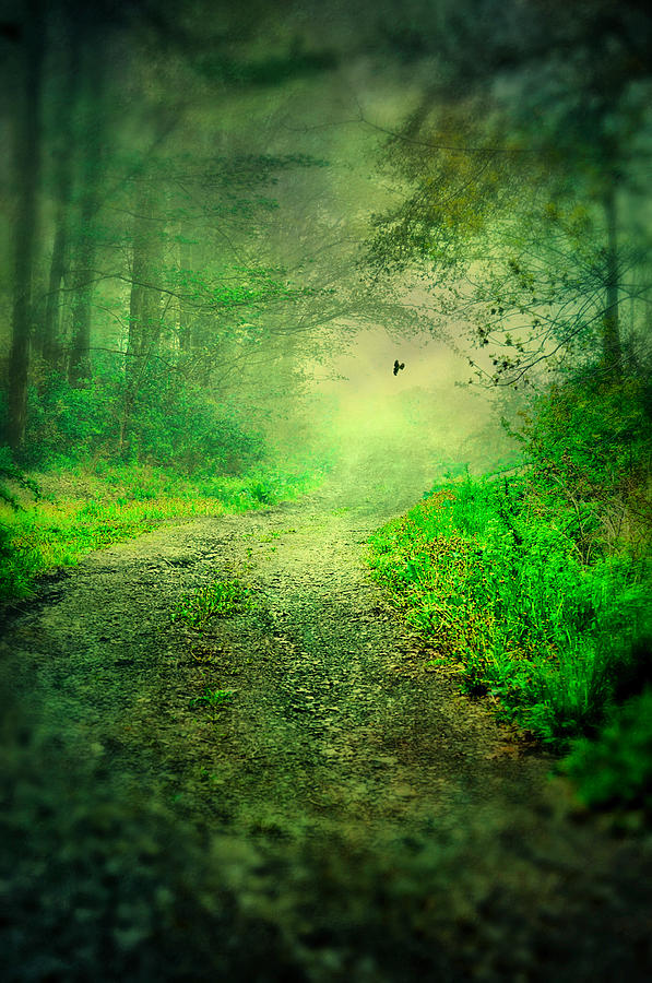 Pathway Of Green Photograph by Emily Stauring