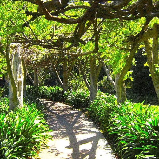 Canopy Photograph - Pathway #pathway #canopy #arbor by Mark Jackson