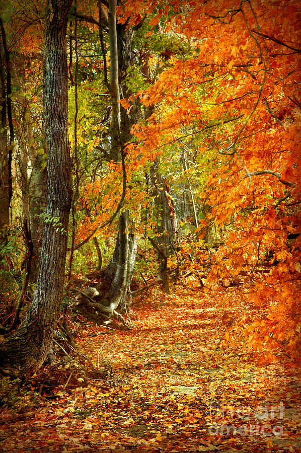 Pathway Through Autumn Woods Photograph By Cheryl Davis