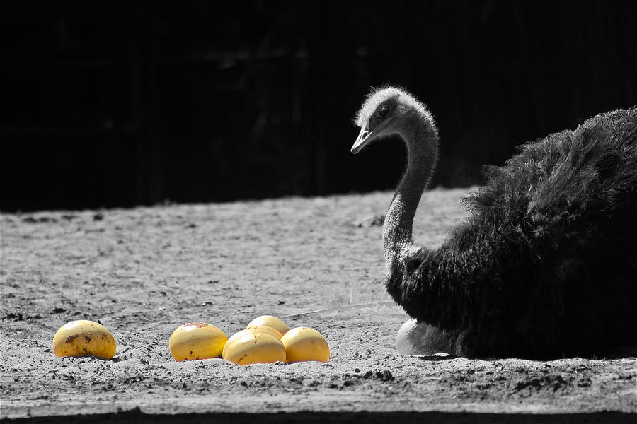 Ostrich Photograph - Patience Is A Virtue by Javier Luces