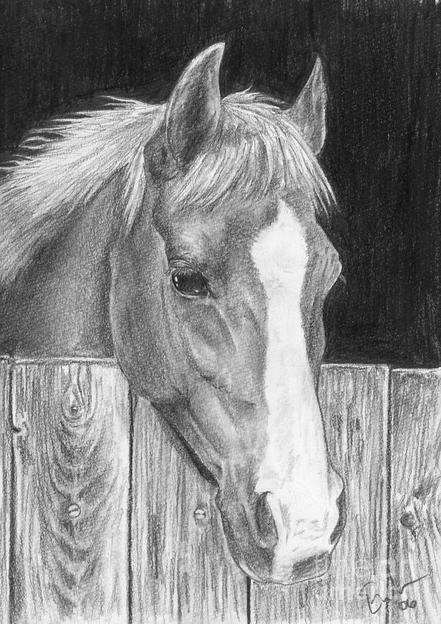 Patiently Waiting Drawing by Emily Dieleman - Fine Art America