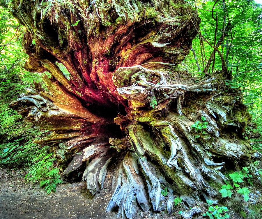 Tree Photograph - Patriarch Roots by Peter Mooyman