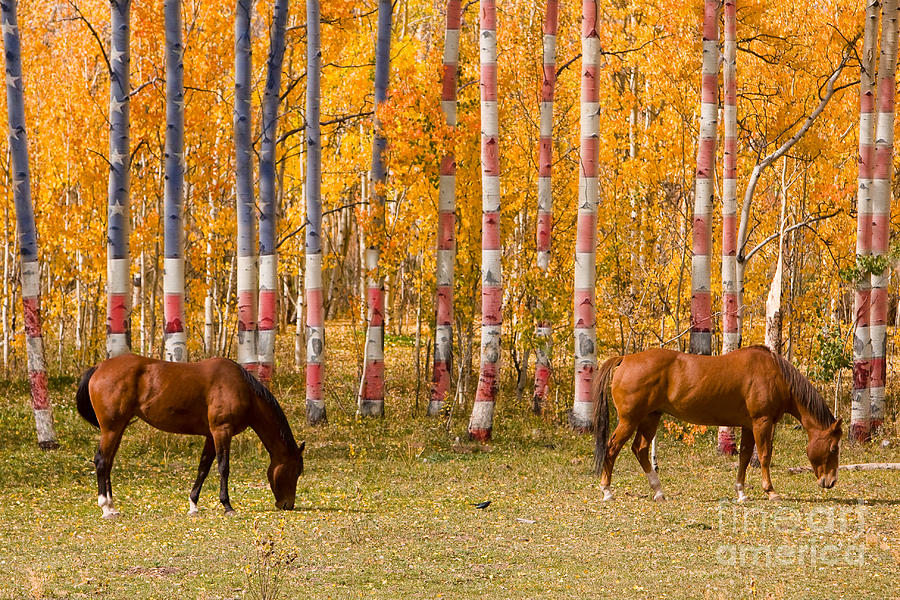 Horse Photograph - Patriotic Autumn by James BO Insogna