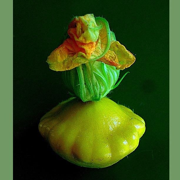 Patty Pan Squash All Dressed Up And Photograph by Rita Frederick