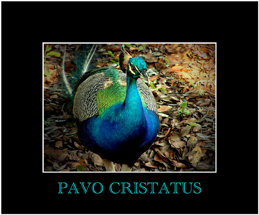 Pavo Cristatus Photograph by David Weeks