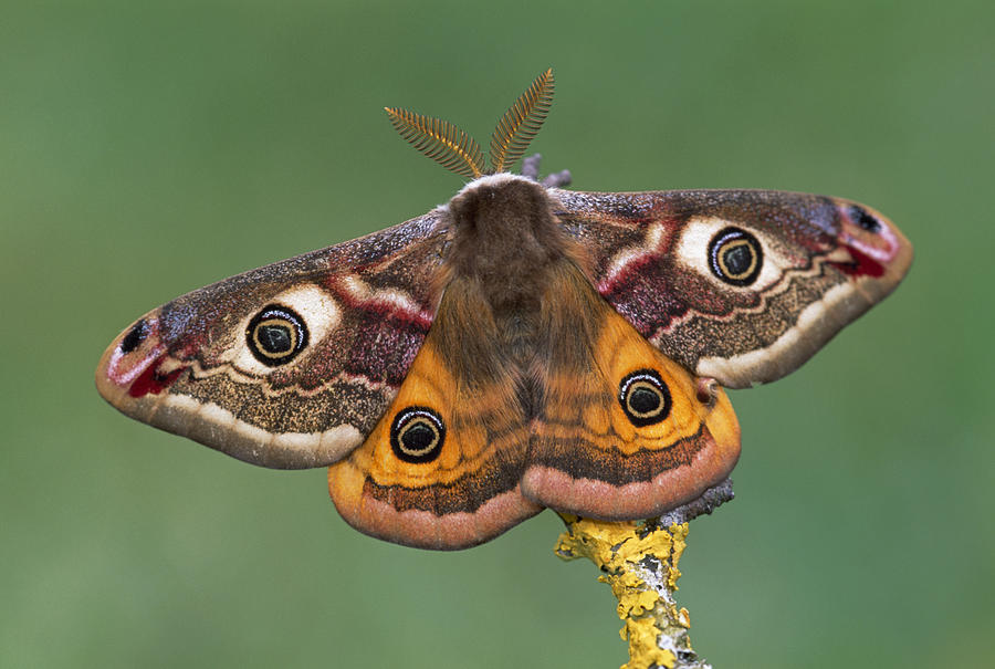 Pavonia Emperor Moth   Photograph by Thomas Marent