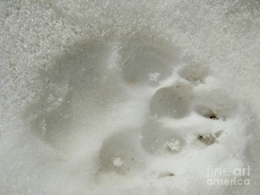 Winter Photograph - Paw in The Snow 01 by Ausra Huntington nee Paulauskaite