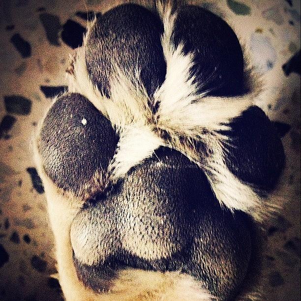 Unique Photograph - #paw#lab #labrador #pet #dog #babu by Dhaval Patel