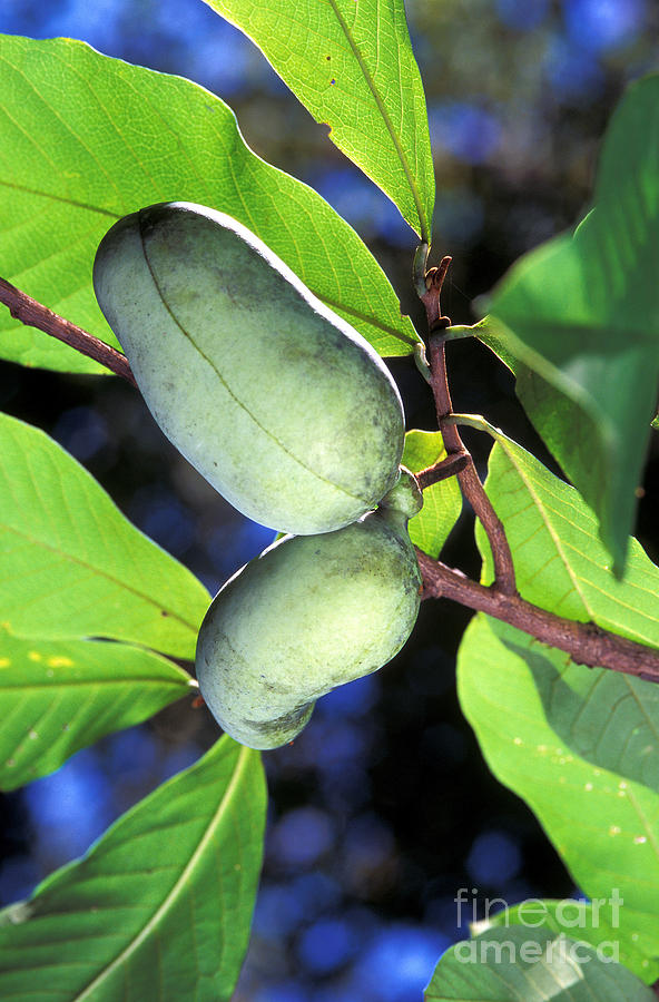Pawpaw Fruit Photograph by Science Source