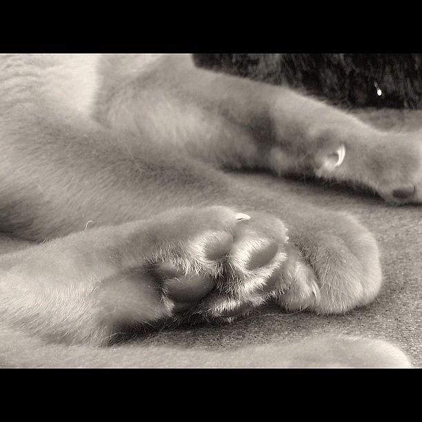 Cat Photograph - Paws (barnabys) #catsofinstagram by Anita Callister Jones