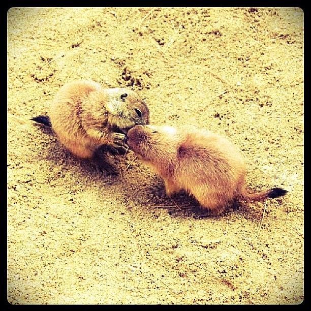 Prairie Dog Photograph - PDA Prairie Dog Affection by John Grillo