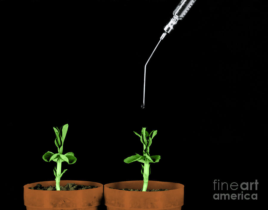 Science Photograph - Pea Plants Grown With Gibberellic Acid by Omikron