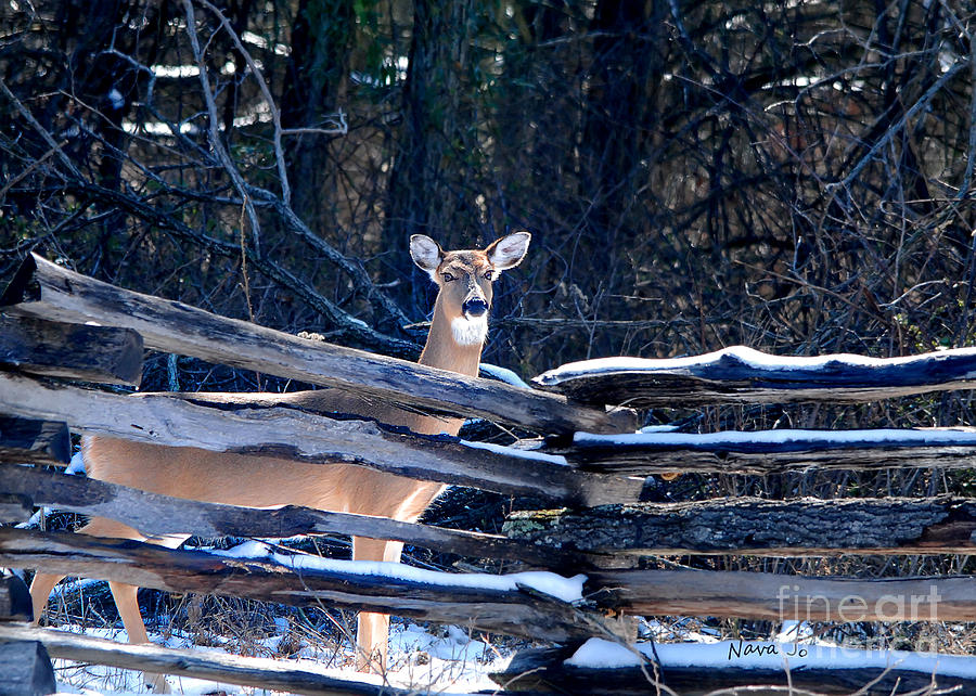 Pea Ridge Battlefield Deer Photograph by Nava Thompson