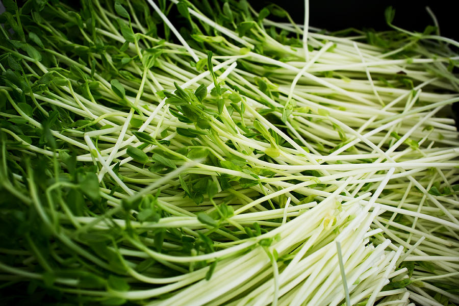 Vegetable Photograph - Pea Sprouts by Tanya Harrison