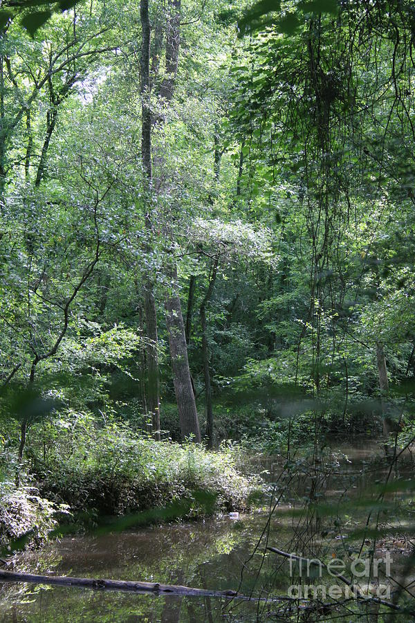 Peace And Quiet Photograph By Randy Derouen - Fine Art America