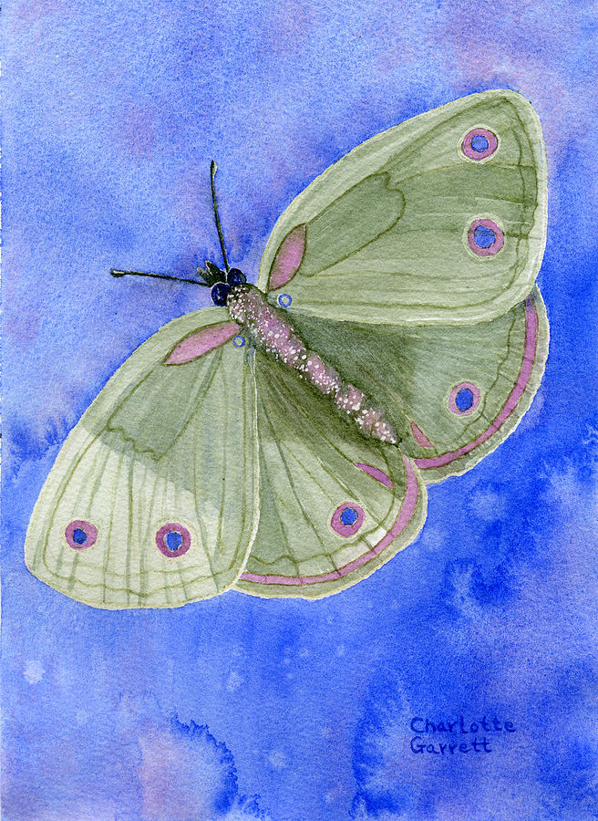 Peace Butterfly by Charlotte Garrett Peace Butterfly by Charlotte Garrett