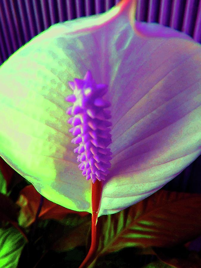 Peace Lily Photograph by Susan Carella