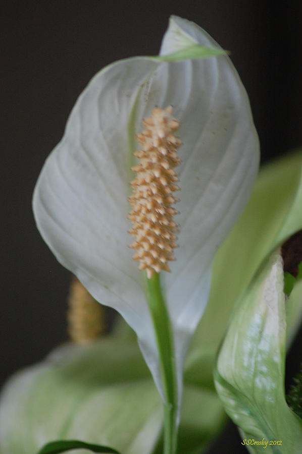 Peace Lily Photograph by Susan Stevens Crosby
