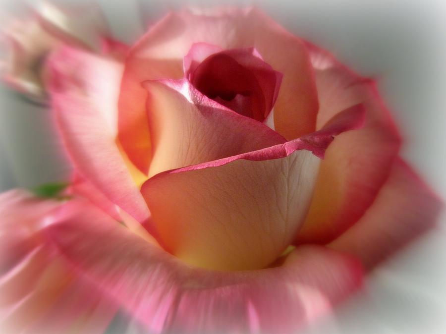 Peace Rose Photograph by Ann Bridges