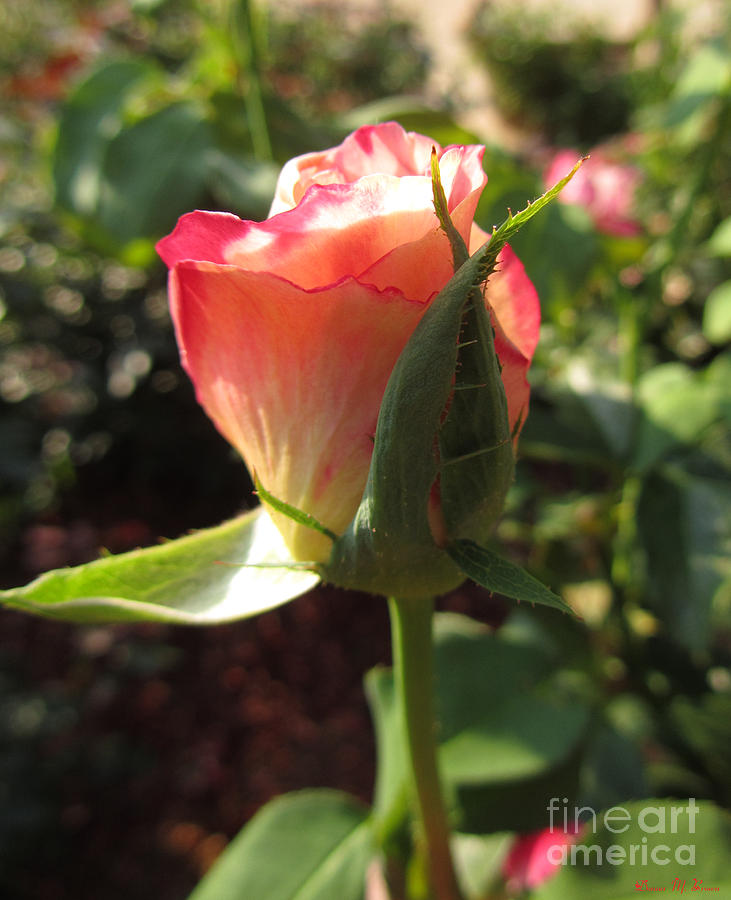 Peace Rose Photograph by Donna Brown