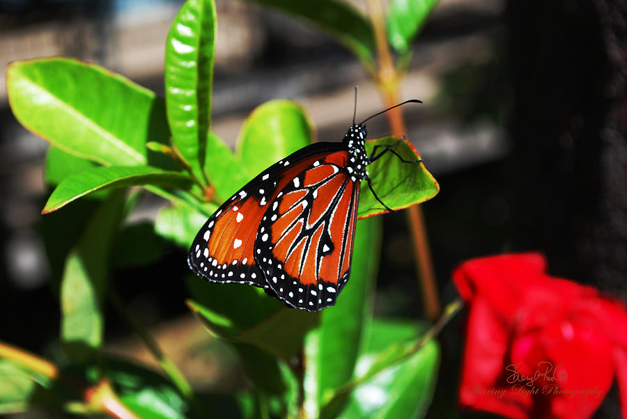 Butterfly Photograph - Peaceful Butterfly by Sheryl Rae