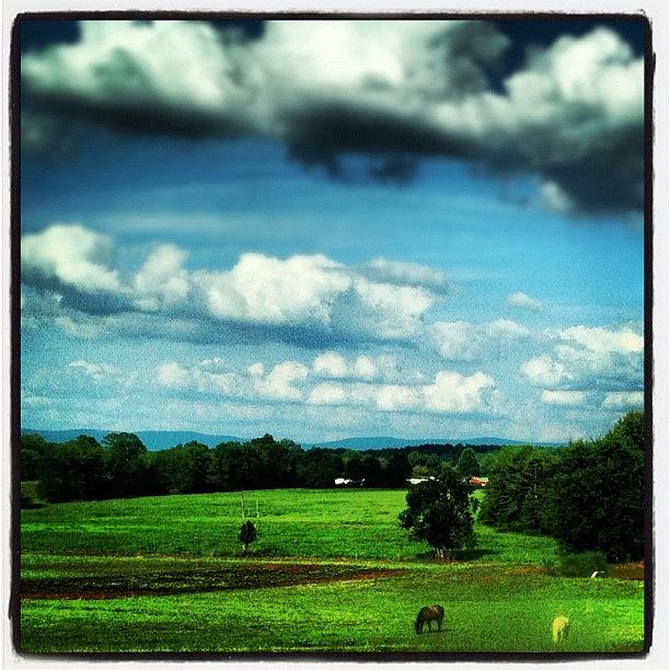 Horse Photograph - Peaceful Day On The #farm. #pasture by Molly Slater Jones