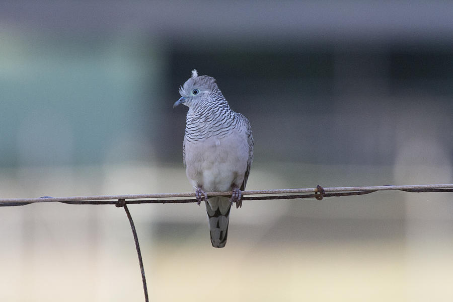 Peaceful Dove  Photograph by Douglas Barnard