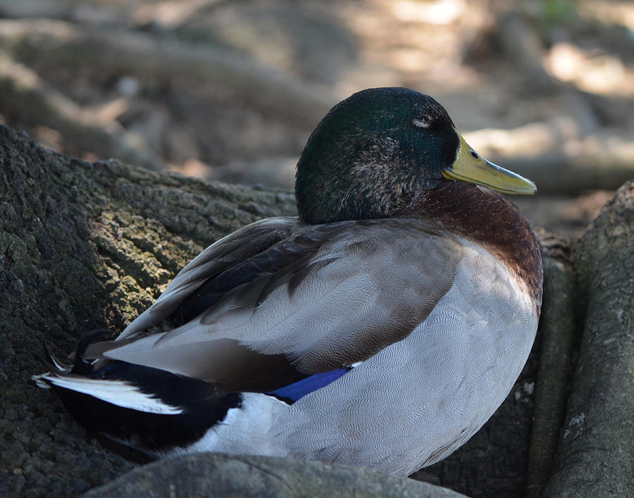 Peaceful Duck Photograph by Maggy Marsh