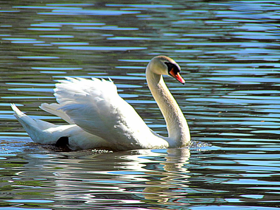 Swan Photograph - Peaceful by Eva Kondzialkiewicz