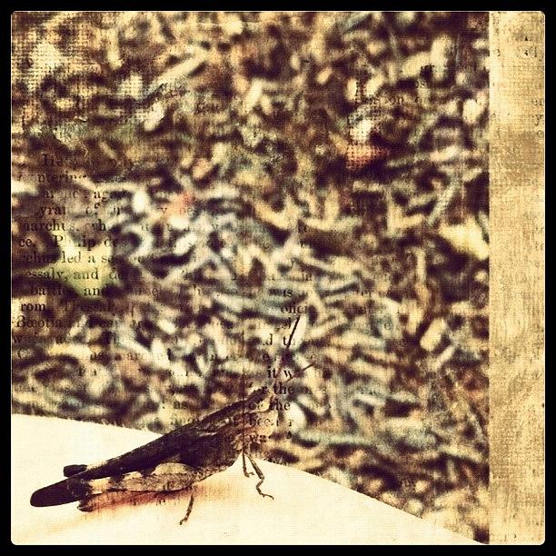 Grasshopper Photograph - Peaceful Grasshopper by Kristina Parker
