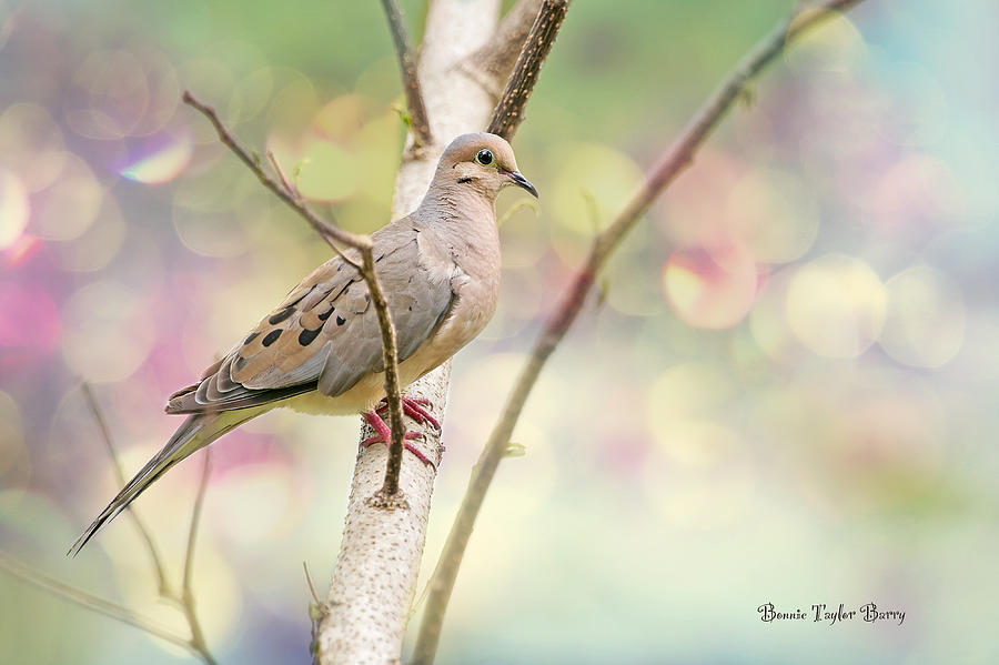 Peaceful Mourning Dove Photograph by Bonnie Barry