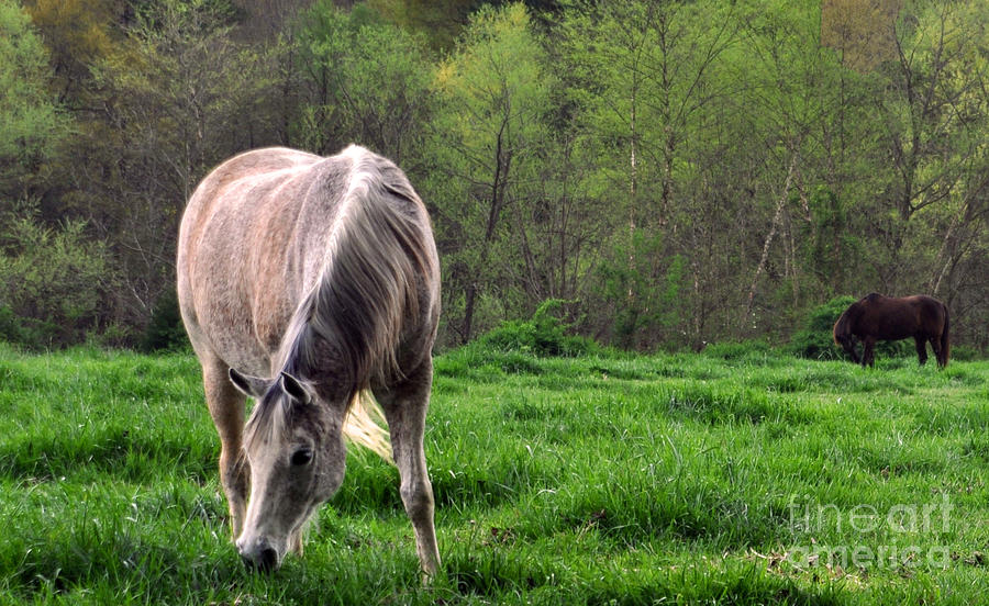 Horse Photograph - Peaceful Pasture by Lydia Holly