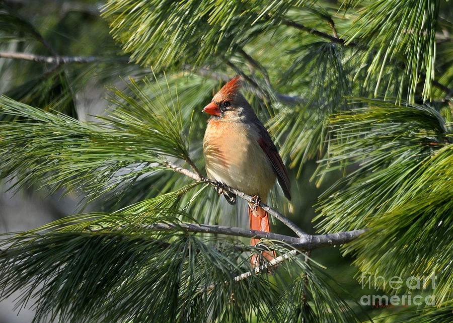 Peaceful Pine Cardinal Photograph by Nava Thompson