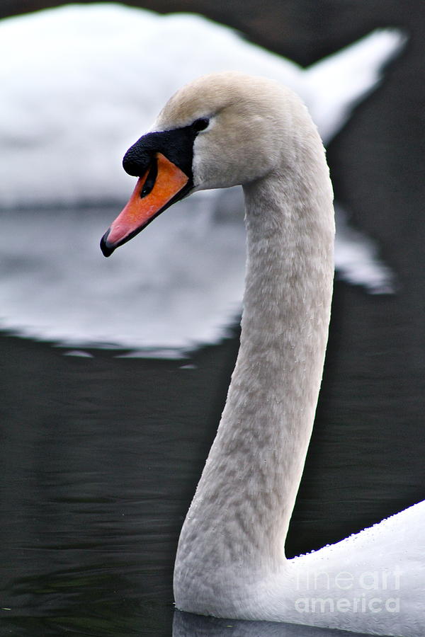 Swan Photograph - Peaceful Pond by Eric Chapman